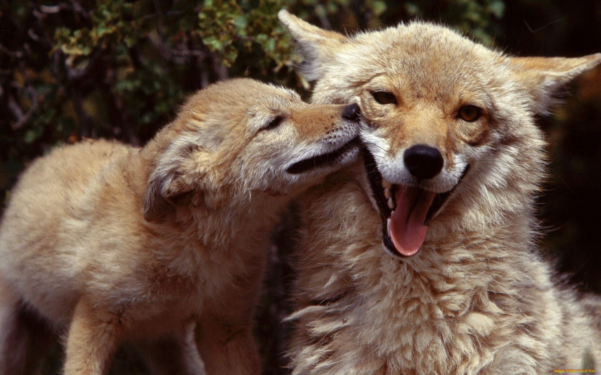 Размножение хищников. Волк лиса койот Шакал. Волк и лиса. Лисы и волки. Лис и волк.